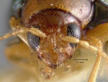 Media type: image;   Entomology 30839 Aspect: head frontal view
